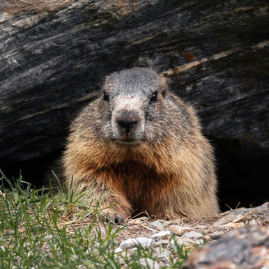groundhog