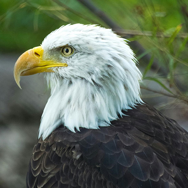 american eagle