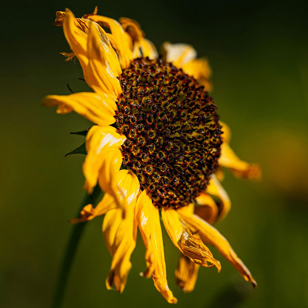 summer solstice