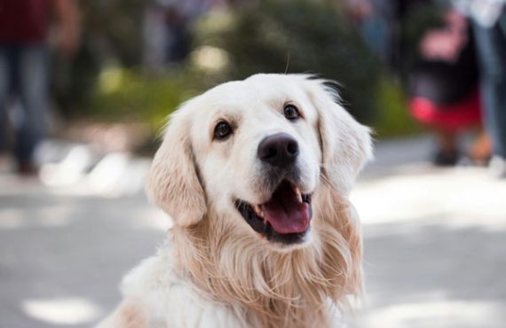good dog