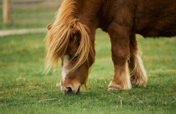 mini horse